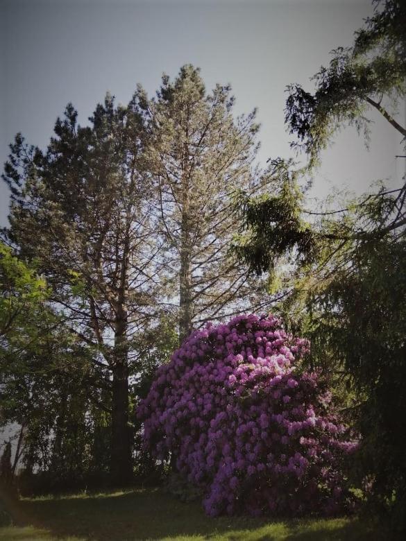 Chalpa Na Skarpie Vila Meszna Exterior foto
